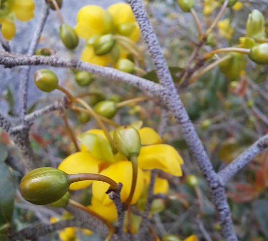 Ochna